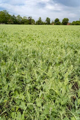 IMAGO Nature: Unsere Erde, Klimawandel, Ernährung, Pflanzen der Zukunft, Futtererbse Anbau von Eiweiß - Futterpflanzen, ein Feld mit Futtererbsen. Soja - Alternative auf heimischen Äckern - die Futtererbse. Neben Ackerbohnen und Lupinen eignet sich auch die Körnerfuttererbse als proteinhaltige Futterkomponente in der Tierfütterung. Gleichzeitig reichert sie als Leguminose den Boden mit Stickstoff an. Landkreis Osnabrück Niedersachsen Deutschland *** Cultivation of protein Fodder plants, a field with fodder peas Soya Alternative on domestic fields the fodder pea In addition to field beans and lupins, the grain fodder pea is also suitable as a protein-containing fodder component in animal feeding At the same time, as a legume, it enriches the soil with nitrogen in the district of Osnabrück Lower Saxony Germany