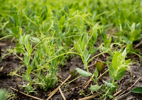 IMAGO Nature: Unsere Erde, Klimawandel, Ernährung, Pflanzen der Zukunft, Futtererbse Anbau von Eiweiß - Futterpflanzen, Nahaufnahme von Erbsenpflanzen. Soja - Alternative auf heimischen Äckern - die Futtererbse. Neben Ackerbohnen und Lupinen eignet sich auch die Körnerfuttererbse als proteinhaltige Futterkomponente in der Tierfütterung. Gleichzeitig reichert sie als Leguminose den Boden mit Stickstoff an. Landkreis Osnabrück Niedersachsen Deutschland *** Cultivation of protein fodder plants, close-up of pea plants Soya Alternative on domestic fields the fodder pea In addition to field beans and lupins, the grain fodder pea is also suitable as a protein-containing fodder component in animal feeding At the same time, as a legume, it enriches the soil with nitrogen in the district of Osnabrück Lower Saxony Germany