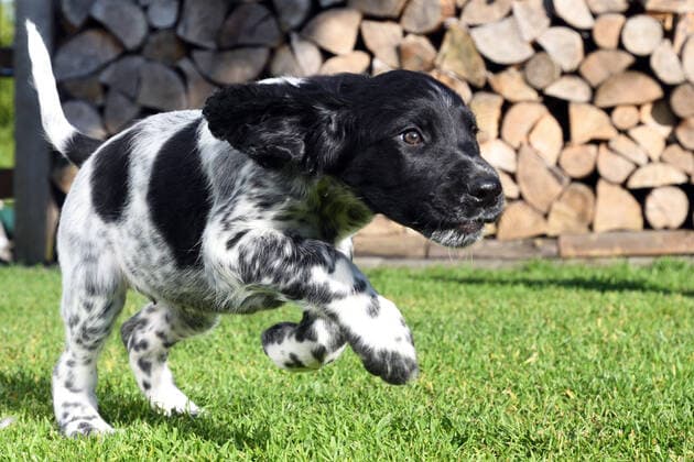Grosser Muensterlaender (Canis lupus f. familiaris), 7 Wochen alter Welpe rennt ueber eine Wiese, Brennholzstapel im Hintergrund, Deutschland Large Munsterlander (Canis lupus f. familiaris), seven weeks old puppy running over a meadow, stacked fire wood in the background, Germany BLWS617095 *** Large Muensterlander Canis lupus f familiaris , 7 weeks old puppy running over a meadow, stacked fire wood in the background, Germany Large Munsterlander Canis lupus f familiaris , seven weeks old puppy running over a meadow, stacked fire wood in the background, Germany BLWS617095 Copyright: xblickwinkel D.xMaehrmannx