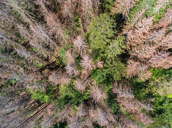 Deutschland, Baden-Württemberg, Marxzell, 21.05.2020: Geschädigte Bäume in einem Nadelwald bei Marxzell, Nördlicher Schwarzwald.