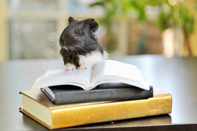 buch,leseratte,meerschweinchen