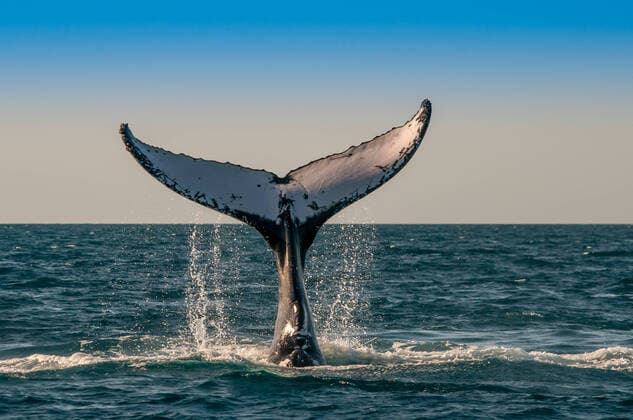 fluke,buckelwal *** fluke,humpback whale uqv-fmb