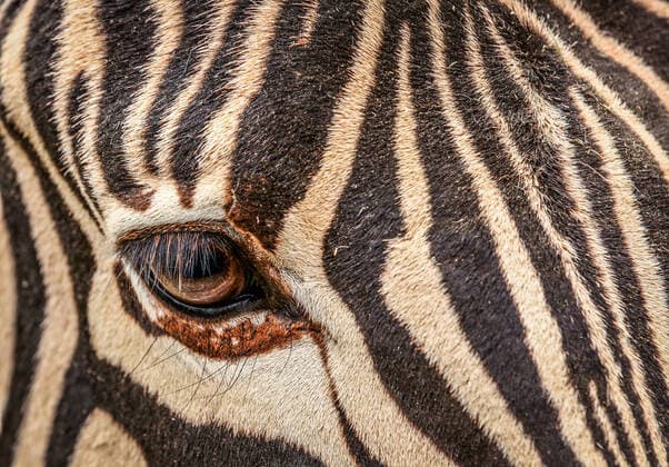 gestreift,zebra