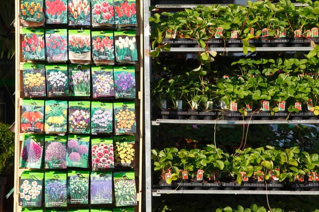gartencenter,blumensamen,erdbeerpflanzen