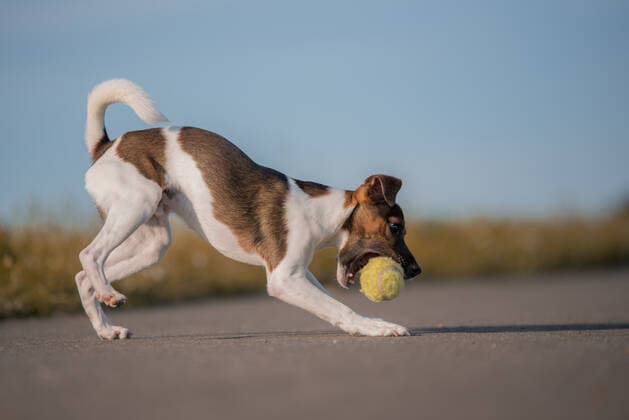 verspielt,jack russel terrier