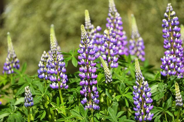 Lupinen, Lupinus *** Lupins, Lupinus ** NUR FUER REDAKTIONELLE ZWECKE ** EDITORIAL USE ONLY **
