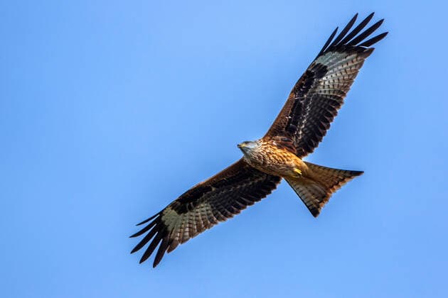 Rotmilan, Rot-Milan, Roter Milan, Gabelweihe, Gabel-Weihe, Koenigsweihe, Koenigs-Weihe (Milvus milvus), im Flug, Deutschland, Baden-Wuerttemberg red kite (Milvus milvus), in flight, Germany, Baden-Wuerttemberg BLWS617540 *** Red Kite, Red Kite, Red Milan, Fork Harrier, Fork Harrier, King Harrier, King Harrier Milvus milvus , in flight, Germany, Baden Wuerttemberg red kite Milvus milvus , in flight, Germany, Baden Wuerttemberg BLWS617540 Copyright: xblickwinkel McPHOTO R.xMuellerx