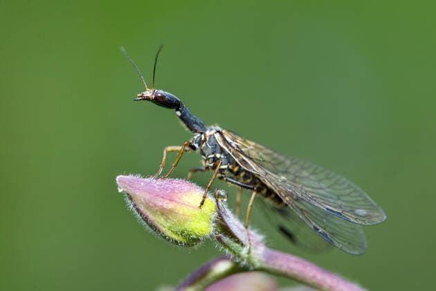 Kamelhalsfliege, Phaeostigma major (Phaeostigma major), Weibchen, Deutschland snake fly (Phaeostigma major), female, Germany BLWS617595 *** Camel neck fly, Phaeostigma major Phaeostigma major, female, Germany snake fly Phaeostigma major, female, Germany BLWS617595 Copyright: xblickwinkel McPHOTO R.xMuellerx