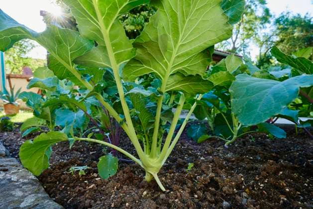 Kohlrabi (Brassica oleracea var. gongylodes) im Gemüsebeet, Deutschland, Europa *** Kohlrabi Brassica oleracea var gongylodes in vegetable patch, Germany, Europe Copyright: imageBROKER Davidx&xMichaxSheldon ibxshe05477572.jpg
