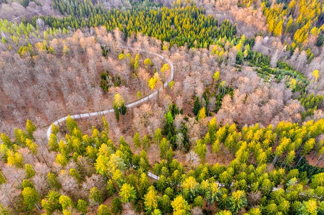 Drone shot of trees growing in Swabian Forest, Baden Wuerttemberg, Germany STSF02510
