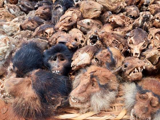Benin, Zou Department, Bohicon, Heap of monkey heads and skulls at voodoo fetish market VEGF02142