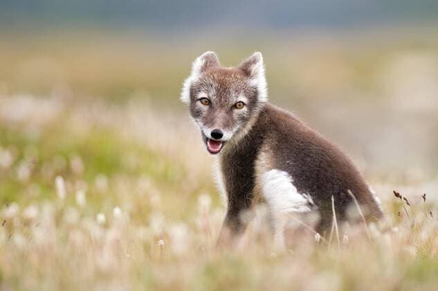 Polarfuchs (alopex lagopus) sitzt in blühender Wiese, Dovrefjell, Norwegen, Europa Copyright: imageBROKER/MatthiasxDelle ibxdel05769575.jpg