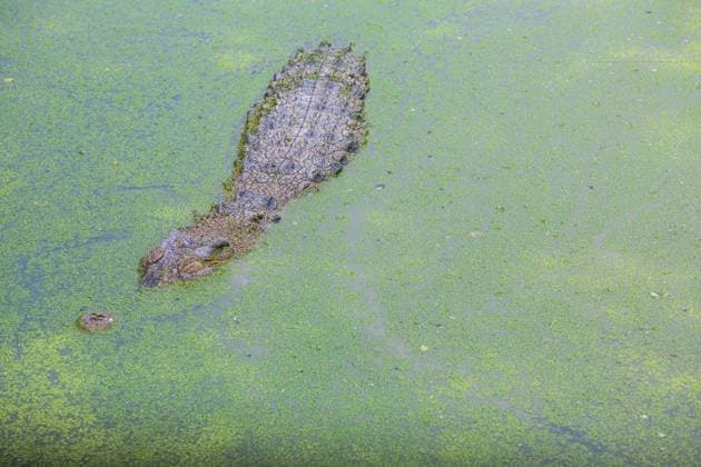 crocodiles Crocodiles, freshwater lake in thailand  Copyright: xtuchkayx 13230276