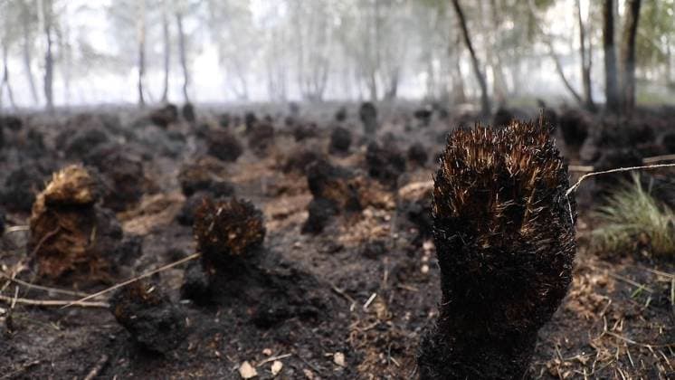 IMAGO Nature: Unsere Erde, Klimawandel, Waldbrände News Bilder des Tages Um kurz nach 10 Uhr wurden am Freitagmorgen die Feuerwehren rund um Plessa wegen einer starken Rauchentwicklung alarmiert. Mehrere Turmkameras der Waldbrandüberwachung hatten die Qualmsäule zwischen Gorden, Hohenleipisch, Döllingen und Plessa im Bereich der sogenannten Seerosenteiche entdeckt. Bis zum Abend (Stand: 18.00 Uhr) stehen nunmehr über 30 Hektar Moorgebiet und Schilfgürtel in Flammen. Da das morastige Gelände nicht betreten werden kann, ist ein Löschen für die Feuerwehrkräfte problematisch. Zudem erschweren immer wieder Windböen die Löscharbeiten. Man versucht mit einer sogenannten Riegelstellung - ähnlich einer Sperr-Wand aus Wassernebel - das Überspringen der Flammen auf weitere Gebiete zu verhindern. Die Ursac