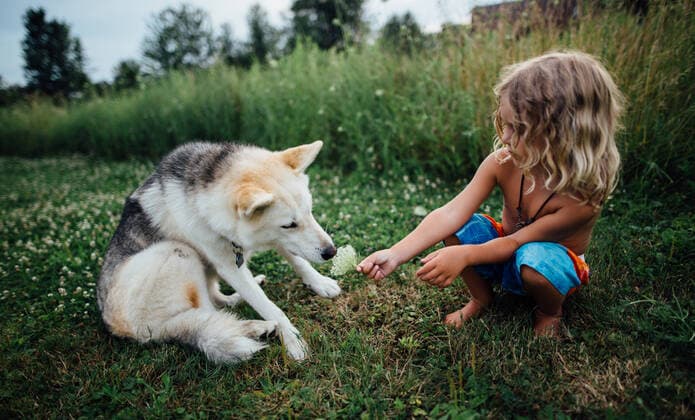 Little boy with long hair smelling flowers in a field with a dog Windsor, ON, Canada CR_JEOH200521-347510-01,model released, Symbolfoto