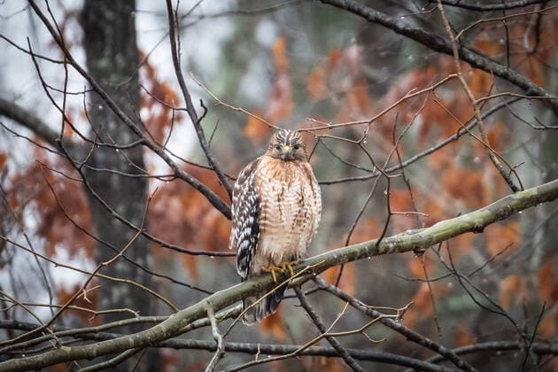 IMAGO Nature: Unsere Erde, Tiere, Tierische Meister der Tarnung Red Shouldered Hawk Perched on a Branch in a Georgia Forest Milton, GA, United States CR_JEOS200501S-384533-01