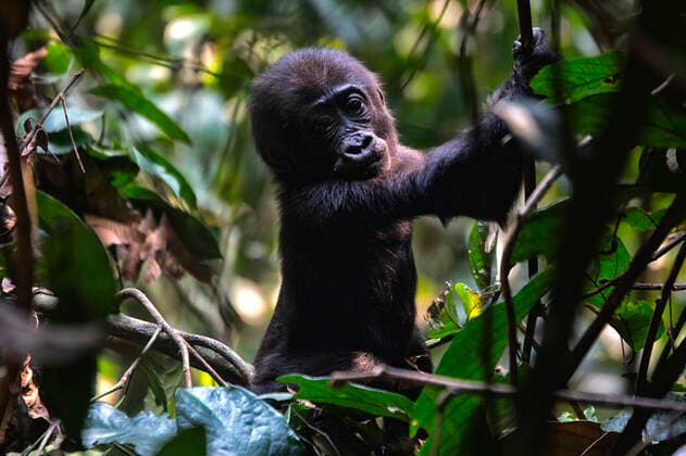 Western Lowland Gorilla (Gorilla gorilla gorilla). BAI Hokou. D Congo, Basse-Kotto, Central African Republic CR_LRNJ200421A-334577-01
