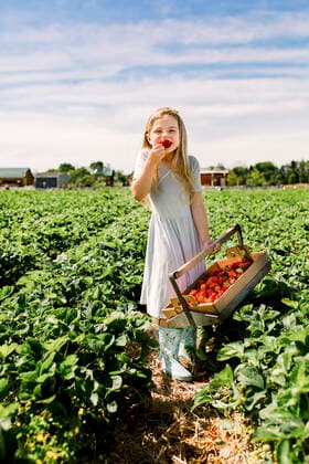 Smiling girl eating a strawberry in a strawberry field Milwaukee, WI, United States CR_SUWE200514A-381071-01,model released, Symbolfoto