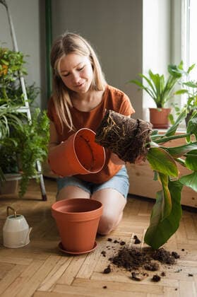 IMAGO Creative: Clickbait, Deko Ideen für Zuhause Woman holds in hand plant with roots in soil which took out from pot New York, NY, United States CR_SVVO200514-368337-01,model released, Symbolfoto