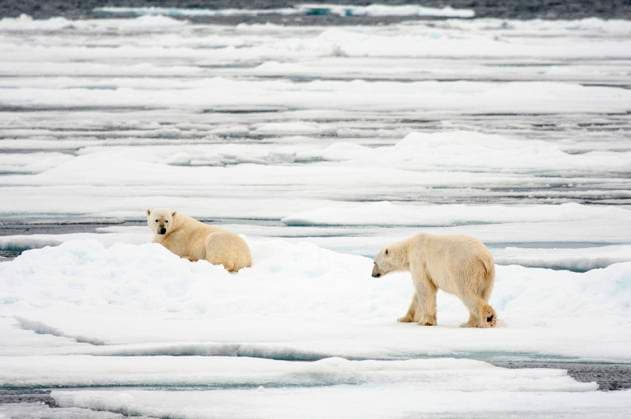 Eisbaer (Ursus maritimus), zwei Eisbaeren auf einer Eisscholle, Norwegen, Spitzbergen polar bear (Ursus maritimus), two bears on an ice floe, Norway, Svalbard BLWS618291 *** Polar bear Ursus maritimus , two bears on an ice floe, Norway, Svalbard BLWS618291 Copyright: xblickwinkel AGAMI C.xPiekx