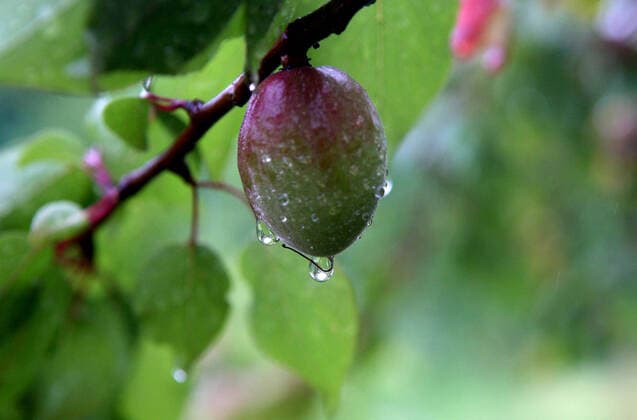 HOROBIIVKA, UKRAINE - MAY 30, 2020 - Raindrops cover a green apple, Horobiivka village, Kyiv Region, northern Ukraine. Rainy weather in Kyiv Region  Copyright: xInnaxBorodaievax
