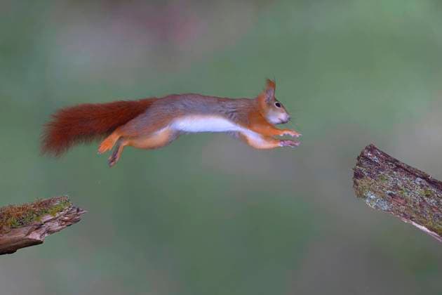 Creative Highlights World Europäisches Eichhörnchen (Sciurus vulgaris) springt von Ast zu Ast, Nordrhein-Westfalen, Deutschland, Europa Copyright: imageBROKER/FriedhelmxAdam ibxada05774572.jpg