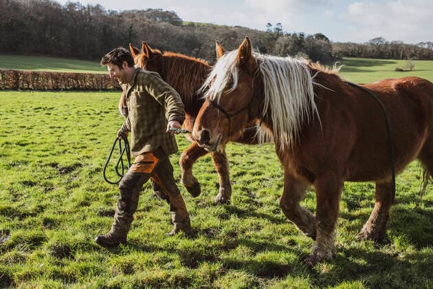 Man leading two brown work horses across a meadow. Man leading two brown work horses across a meadow.  Man leading two brown work horses across a meadow.