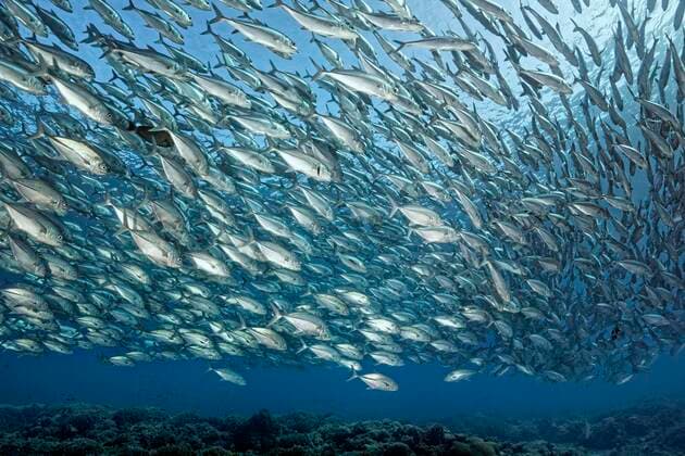 IMAGO Nature: Unsere Erde, Naturschutz, Naturschutzgebiete in Ozeanien Fischschwarm Großaugenmakrelen (Caranx sexfasciatus) schwimmt über Korallenriff, Great Barrier Reef, Unesco Weltnaturerbe, Korallenmeer, Pazifik, Australien, Ozeanien *** Swarm of Bigeye Mackerels Caranx sexfasciatus swimming over coral reef, Great Barrier Reef, Unesco World Heritage, Coral Sea, Pacific, Australia, Oceania Copyright: imageBROKER/NorbertxProbst ibxnpr05777395.jpg