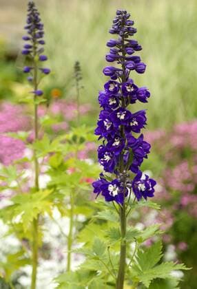 Natur 31.05.2020 , Erfurt, Rittersporn (Delphinium) *** Nature 31 05 2020 , Erfurt, delphinium