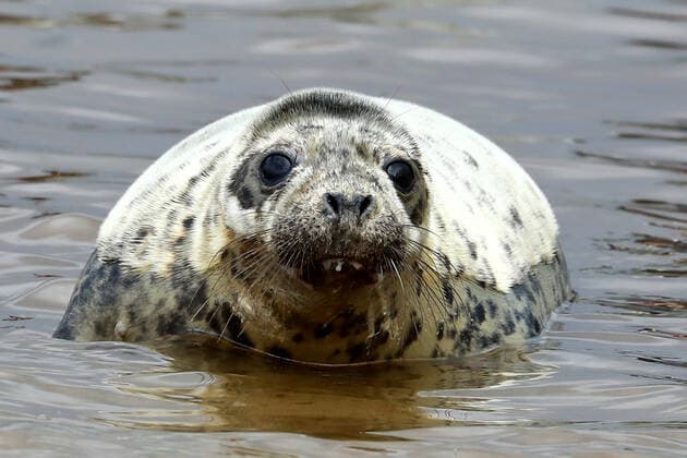 LENINGRAD REGION, RUSSIA - JUNE 5, 2020: A grey seal released into the waters of the Gulf of Finland by employees of the Marine Mammals Research and Conservation Center, where it was kept, in the Okunyovaya Bay. Alexander Demianchuk TASS  TS0DB6CA