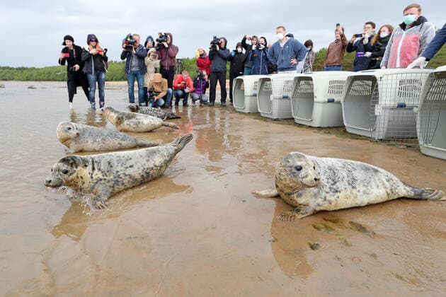 LENINGRAD REGION, RUSSIA - JUNE 5, 2020: Grey seals released into the waters of the Gulf of Finland by employees of the Marine Mammals Research and Conservation Center, where they were kept, in the Okunyovaya Bay. The center conducts treatment and rehabilitation of sick and injured animals and prepares them for the release in their natural habitat. Alexander Demianchuk TASS  TS0DB6D0