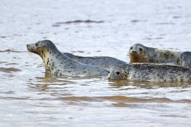 LENINGRAD REGION, RUSSIA - JUNE 5, 2020: Grey seals released in the waters of the Gulf of Finland by employees of the Marine Mammals Research and Conservation Center, where they were kept, in the Okunyovaya Bay. The center conducts treatment and rehabilitation of sick and injured animals and prepares them for the release in their natural habitat. Alexander Demianchuk TASS  TS0DB707