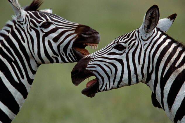 Common Zebra (Equus burchelli). Serengeti National Park. tanzania. Zebra pair  Copyright: xJoexMcDonaldx ZB835_064_01075