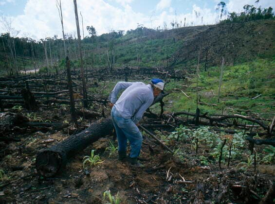 IMAGO Nature: Unsere Erde, Umweltverträgliche Herausforderungen, Regenwald CLEARED RAINFOREST FOR LAND. Settler planting maize; Alta Floresta. Mato Grosso; Brazil CLEARED RAINFOREST  Copyright: xMartinxWendlerx ZB1094_MWE000714A