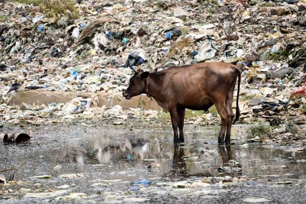 IMAGO Nature: Unsere Erde, Umweltverträgliche Herausforderungen, Plastikmüll June 5, 2020, Guwahati, Assam, India: A cow standing on one of the largest disposal site in northeast India, as seen on World Environment Day, during the ongoing COVID-19 lockdown, in Guwahati. Guwahati India - ZUMAt232 20200605_zip_t232_008 Copyright: xDavidxTalukdarx