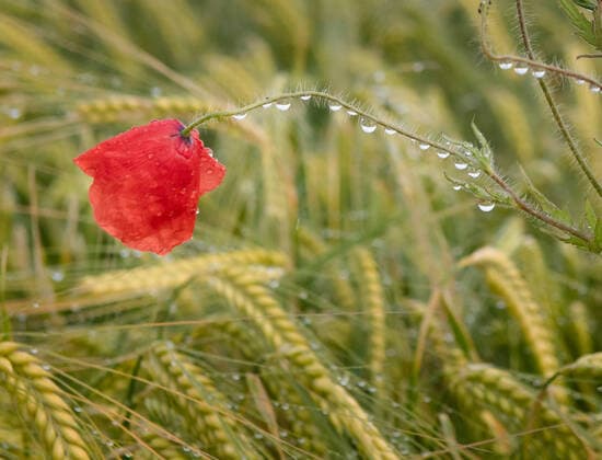 Klatschmohn nach einem Regenschauer Nach einem Regenschauer haengen Wassertropfen an einem roten Klatschmohn, 06.06.2020 Pliezhausen Baden-Wuerttemberg Deutschland *** Poppy after a rain shower After a rain shower, water drops are hanging on a red poppy, 06 06 2020 Pliezhausen Baden Wuerttemberg Germany Copyright: xBEAUTIFULxSPORTS Grundlerx