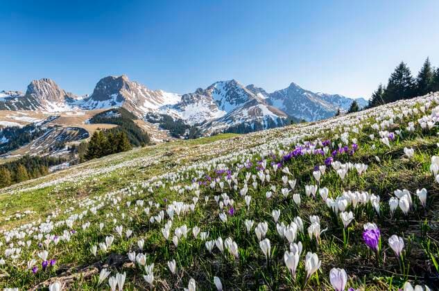 Blühende Krokuswiese beim Gurnigelpass, Berner Alpen mit Nünenenflue, Gantrisch, Berg Ochsen, Berner Oberland, Kanton Bern, Schweiz, Europa *** Blossoming crocus meadow near Gurnigelpass, Bernese Alps with Nünenenflue, Gantrisch, Berg Ochsen, Bernese Oberland, Canton Bern, Switzerland, Europe Copyright: imageBROKER RobertxHaasmann ibxroh05773070.jpg