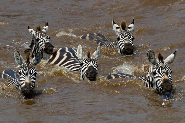 Zebra-Migration am Mara River Masai Mara Kenia McPPUM
