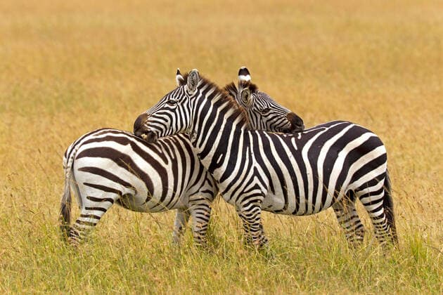 Böhmzebra s beknabbern sich McPPUM