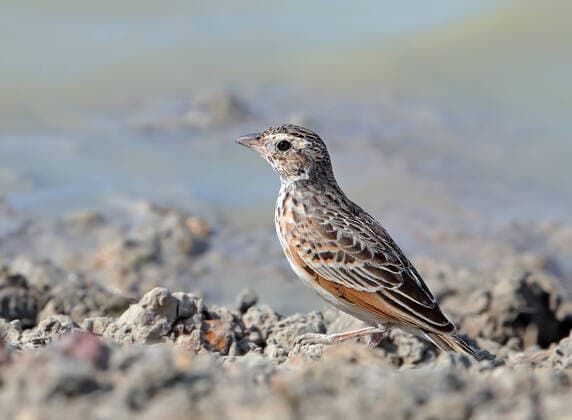 IMAGO Nature: Unsere Erde, Tiere, Tierische Meister der Tarnung Horsfieldlerche, Horsfield-Lerche (Mirafra javanica), Jungvogel, Australien, Queensland, Karumba Eastern singing bush lark, Australasian Lark, Horsfield s bush lark (Mirafra javanica), Immature, Australia, Queensland, Karumba BLWS619187 *** Horsfield Lark, Horsfield Lark Mirafra javanica , Young Bird, Australia, Queensland, Karumba Eastern singing bush lark, Australasian Lark, Horsfield s bush lark Mirafra javanica , Immature, Australia, Queensland, Karumba BLWS619187 Copyright: xblickwinkel AGAMI A.xAudevardx