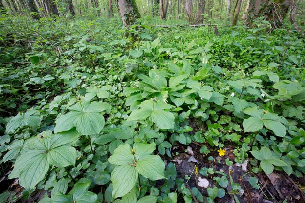 Vierblaettrige Einbeere, Einbeere (Paris quadrifolia), bluehend am Waldboden, Belgien, Westflandern, Ruiselede, Vorte Bossen Herb Paris (Paris quadrifolia), blooming on forest ground, Belgium, West Flanders, Ruiselede, Vorte Bossen BLWS619365 *** Four-leafed berry, Paris quadrifolia berry, blooming on forest ground, Belgium, West Flanders, Ruiselede, Vorte Bossen Herb Paris Paris quadrifolia, blooming on forest ground, Belgium, West Flanders, Ruiselede, Vorte Bossen BLWS619365 Copyright: xblickwinkel W.xPattynx