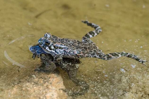  Wechselkröten (Bufo viridis) im Wasser, Paarungsverhalten, Niederösterreich, Österreich, Europa *** European green toads Bufo viridis in water, mating behaviour, Lower Austria, Austria, Europe Copyright: imageBROKER/SonjaxJordan ibxjor05773648.jpg
