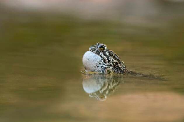  Wechselkröte (Bufo viridis) mit aufgeblasener Schallblase beim Quaken im Wasser, Niederösterreich, Österreich, Europa *** European green toad Bufo viridis with inflated sound bubble while croaking in water, Lower Austria, Austria, Europe Copyright: imageBROKER/SonjaxJordan ibxjor05773650.jpg