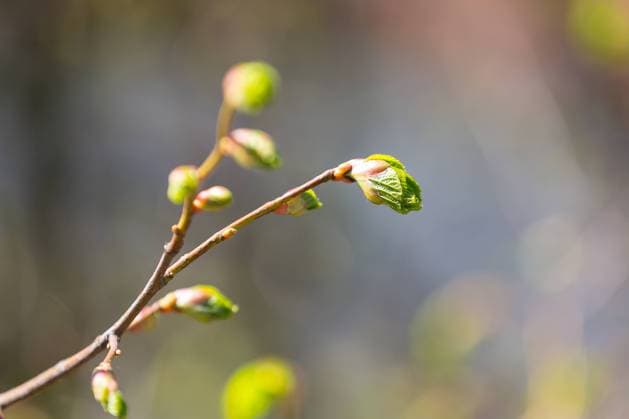 Zweig einer Linde (Tilia), Chronologie von der Knospe zum Laubblatt *** Branch of a lime tree Tilia , Chronology from bud to leaf