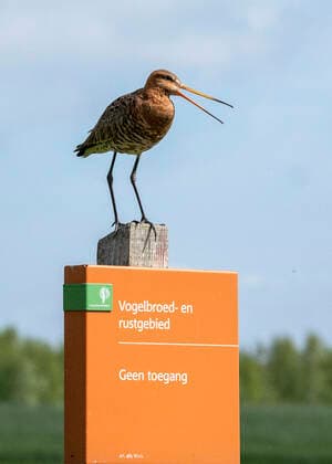 IMAGO Creative: UN Welt-Habitat-Tag am 3. Oktober Uferschnepfe, Ufer-Schnepfe (Limosa limosa), rufend, Niederlande, Arkemheen black-tailed godwit (Limosa limosa), calling, Netherlands, Arkemheen BLWS619415 *** Black-tailed Godwit, Bank Snipe Limosa limosa , calling, Netherlands, Arkemheen black tailed godwit Limosa limosa , calling, Netherlands, Arkemheen BLWS619415 Copyright: xblickwinkel AGAMI R.xdexHaasx
