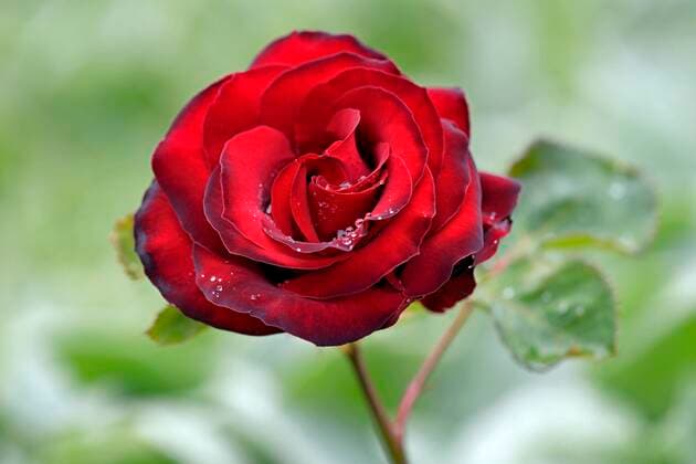 Edelrose, Sorte Samantha, schwarz-rote Blüte, Züchter Noack 1984, Nordrhein-Westfalen, Deutschland, Europa Copyright: imageBROKER/Frederik ibxrba05781635.jpg