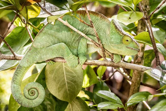 Chamäleon im Regenwald von Madagaskar
