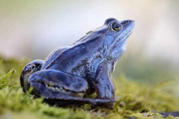 Moorfrosch, Rana arvalis *** Moor Frog, Rana arvalis 1064100953