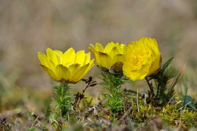 Frühlings-Adonisröschen, Adonis vernalis *** Spring Adonis rose, Adonis vernalis 1064100954