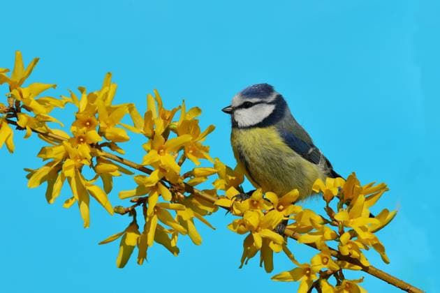  Blaumeise (Parus caeruleus) sitzt auf Zweig von blühender Forsythie (Forsythia), Nordrhein-Westfalen, Deutschland, Europa *** Blue Tit Parus caeruleus sitting on branch of flowering Forsythia Forsythia, North Rhine Westphalia, Germany, Europe Copyright: imageBROKER/BurkhardxSauskojus ibxbsa05764762.jpg